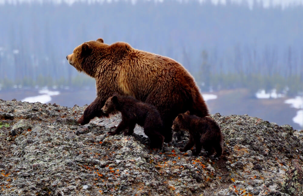 Grizzly Bear family in Yellowstone National Park