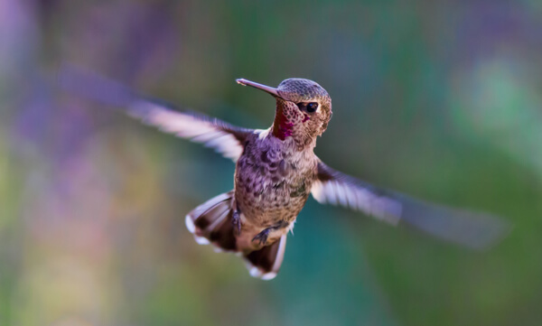a hummingbird in flight, of the species Anna's Hummingbirds