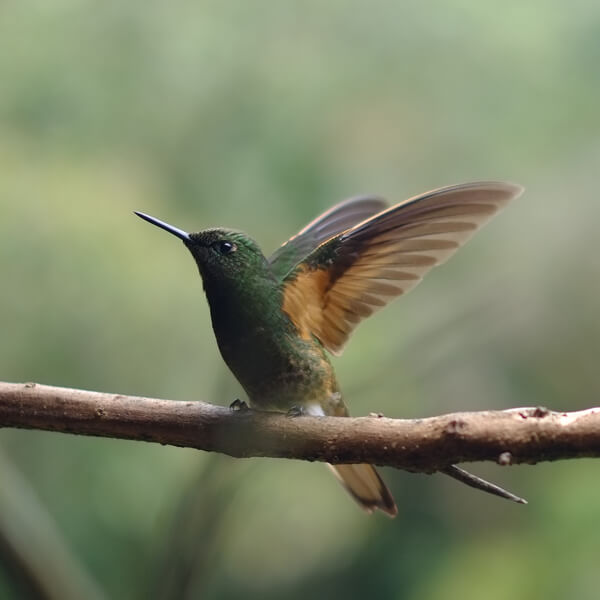 a hummingbird in flight, of the species Anna's Hummingbirds