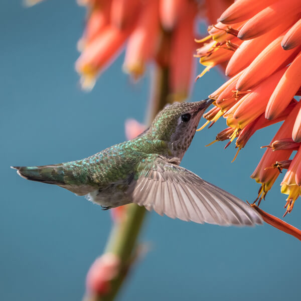 a hummingbird in flight, of the species Anna's Hummingbirds.