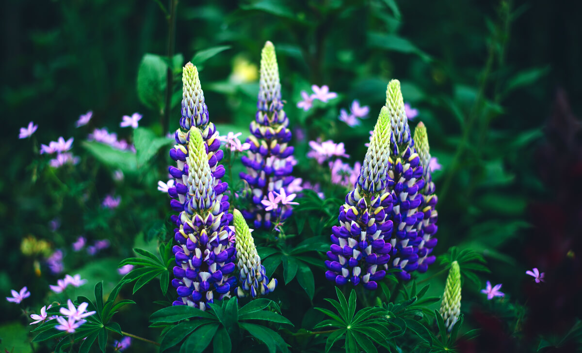 Native Purple Flowers at Yellowstone National Park
